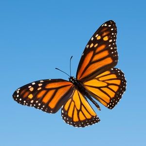 Meet your Posher, Lina